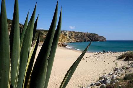 Strand, Pflanze, Meer, Sand, Urlaub