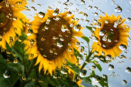 Sonnenblumen spiegeln sich in Regentropfen auf dem Seitenspiegel eines Autos.