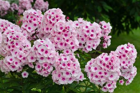 Phlox