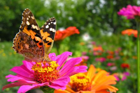Zinnien