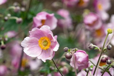 Anemone