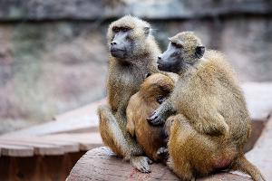 In dem Gehege leben laut dem Tiergarten mehr als 40 Paviane. Ausgelegt ist die Anlage für 25 Affen plus Jungtiere. (Archivbild)