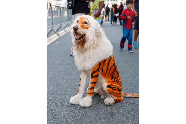 2024 Comic-Con International: San Diego - Cosplay and General Atmosphere