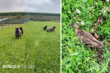 Tierische Einsätze der Münchner Bundespolizei Tierische Einsätze der Münchner Bundespolizei