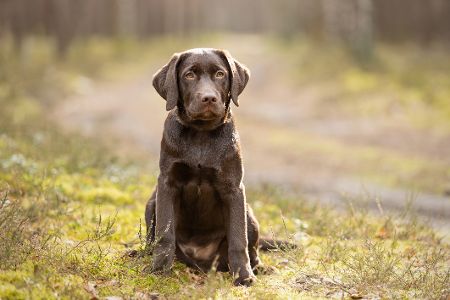 Labrador Retriever im Wald