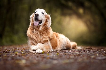 Golden Retriever auf einem Waldweg