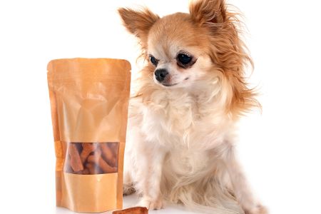 Chihuahua Langhaar neben einer Tüte mit Hundekuchen