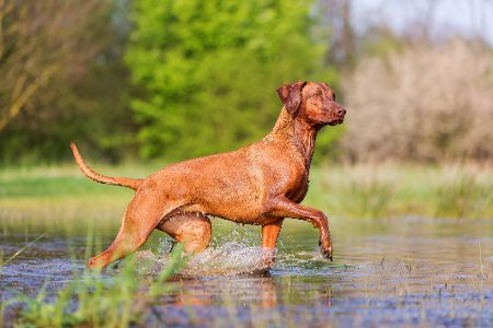 Rhodesian Ridgeback im Wasser