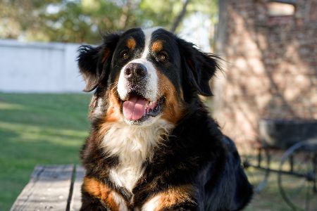 Berner Sennenhund
