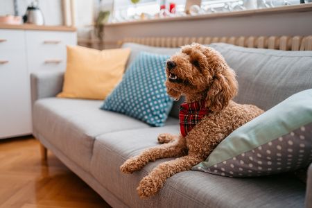 Labradoodle auf dem Sofa
