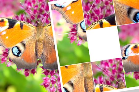 Schiebepuzzle: Schmetterling