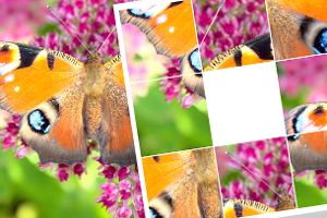Schiebepuzzle: Schmetterling