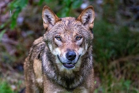 Höchstwahrscheinlich ein Wolf hat in den Niederlanden ein Kind angegriffen und weggeschleift (Symbolbild). Höchstwahrscheinlich ein Wolf hat in den Niederlanden ein Kind angegriffen und weggeschleift (Symbolbild).