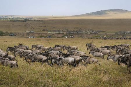 Die alljährliche Gnuwanderung von der Serengeti in die Masai Mara ist ein weltberühmtes Naturspektakel