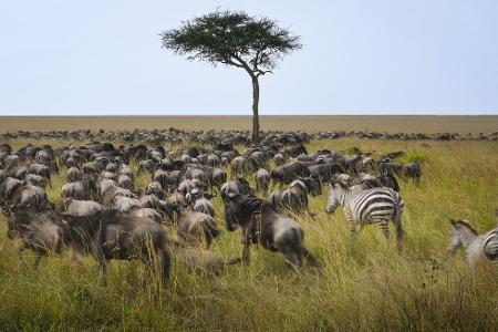 Die alljährliche Gnuwanderung von der Serengeti in die Masai Mara ist ein weltberühmtes Naturspektakel