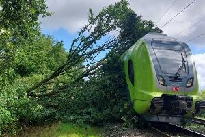 Zug fährt in Baum auf Oberleitung
Foto Bundespolizei