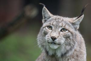 Der Zoo in Aalborg weist darauf hin, dass Raubtiere wie Luchse auf ganze Beutetiere angewiesen sind - gerne auch Haustiere. (Archivbild)