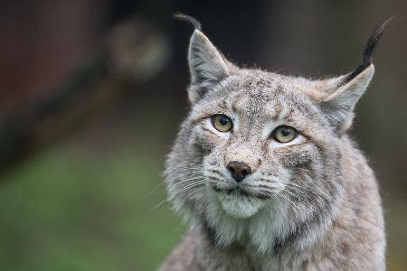 Der Zoo in Aalborg weist darauf hin, dass Raubtiere wie Luchse auf ganze Beutetiere angewiesen sind - gerne auch Haustiere. (Archivbild) Der Zoo in Aalborg weist darauf hin, dass Raubtiere wie Luchse auf ganze Beutetiere angewiesen sind - gerne auch Haustiere. (Archivbild)