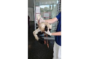 Der Storch bei seiner Ankunft in der Tierärztlichen Hochschule