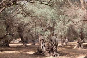 Wassermangel im Sommer ist auf Mallorca nichts Neues. (Archivfoto)