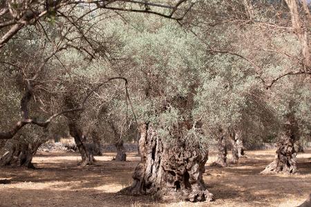 Wassermangel im Sommer ist auf Mallorca nichts Neues. (Archivfoto) Wassermangel im Sommer ist auf Mallorca nichts Neues. (Archivfoto)