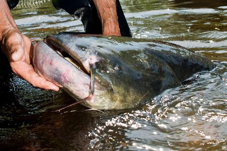 Der Wels ist der größte Süßwasserfisch in Deutschland - und kann durchaus über 60 Kilogramm auf die Waage bringen. 