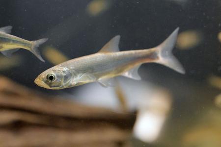 An der Badestelle ist ein Schwarm kleiner Fische unterwegs? Gut möglich, dass es Ukeleien sind.