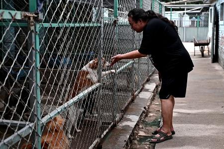Zhao Xinqi betreibt einen Hof mit 500 Hunden - viele davon wurden gerettet. 