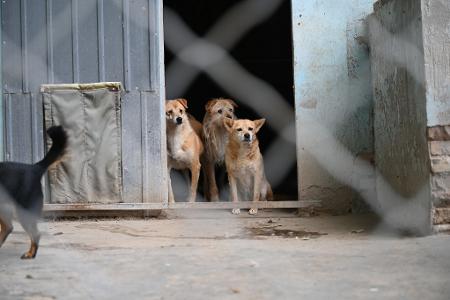 Manche Besitzer in China setzen ihre Hunde aus, etwa wenn sie umziehen müssen oder keine Zeit mehr haben. 