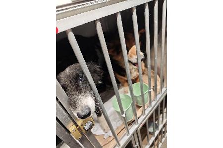 Foto: Hauptzollamt Augsburg - zwei der insgesamt 45
aufgefundenen Hunde Foto: Hauptzollamt Augsburg - zwei der insgesamt 45
aufgefundenen Hunde