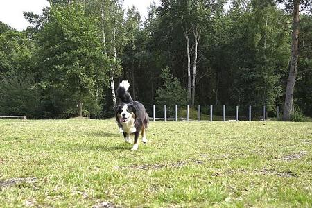 Falkensteinsee Hund, Training