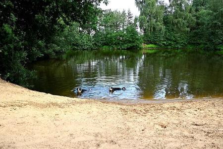 Falkensteinsee Fluss, Hunde, Wasser
