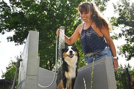 Falkensteinsee Dusche, Hund