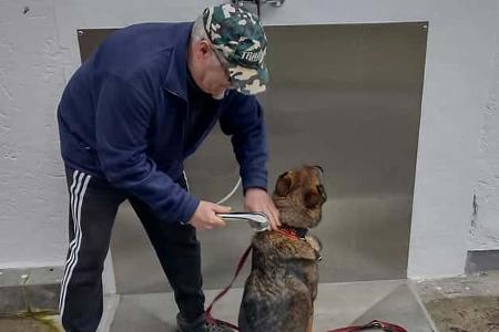 Viechtach Dusche, Hund