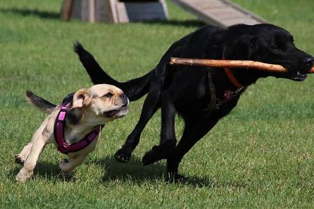 Walkyrien Stock, Hunde