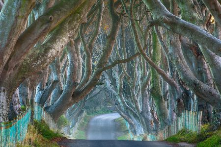 Dark Hedges