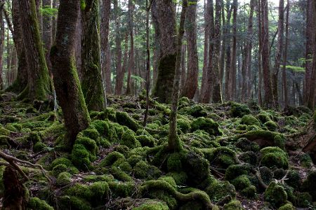 Aokigahara-Wald