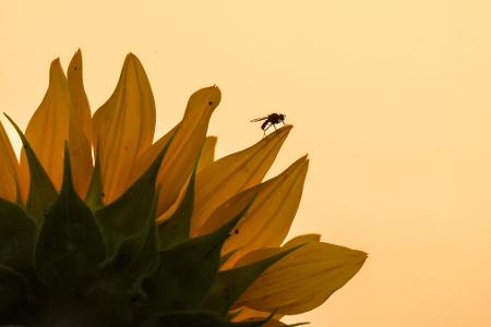 Ein Insekt sitzt am Morgen, kurz nach Sonnenaufgang, auf den Blättern einer Sonnenblume.