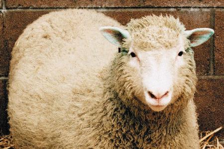 12. Dolly, das Schaf