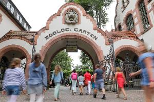 Der Leipziger Zoo hat drei Tigerbabys eingeschläfert. (Archivbild)