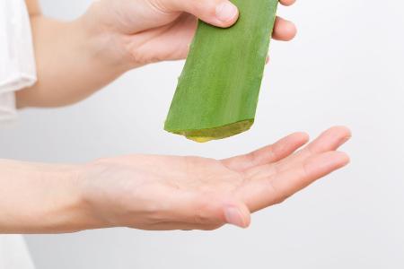 Aloe vera