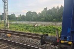 Ziegen auf den Gleisen

Foto: Bundespolizei
