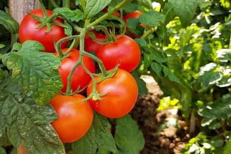 Tomaten