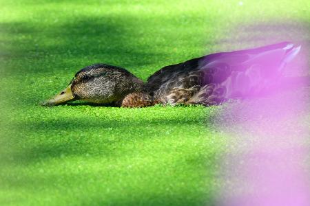 Eine Ente in der Entengrütze