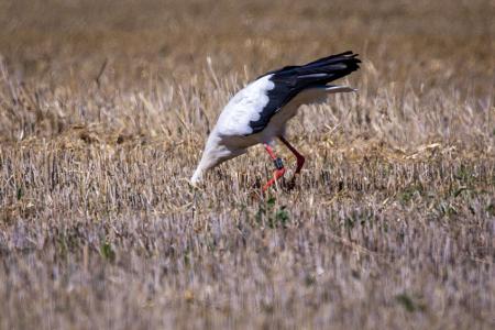 Wo ist die Maus? Ein Storch sucht auf einem abgeernteten Getreidefeld in Mecklenburg-Vorpommern nach Futter. 