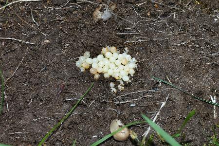 Vorsorge: Eier vernichten
