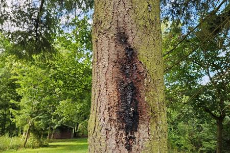 Brandspuren am Baum