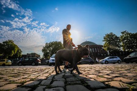 Ein Mann geht am Morgen mit seinem Hund in Düsseldorf spazieren.