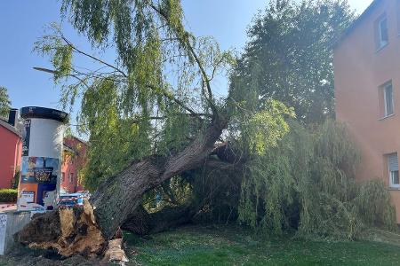 umgestürzter Baum neben Wohngebäude