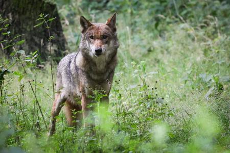 Die Debatte um die Bejagung des Wolfs geht weiter. Tirol will einen regulären Abschuss.